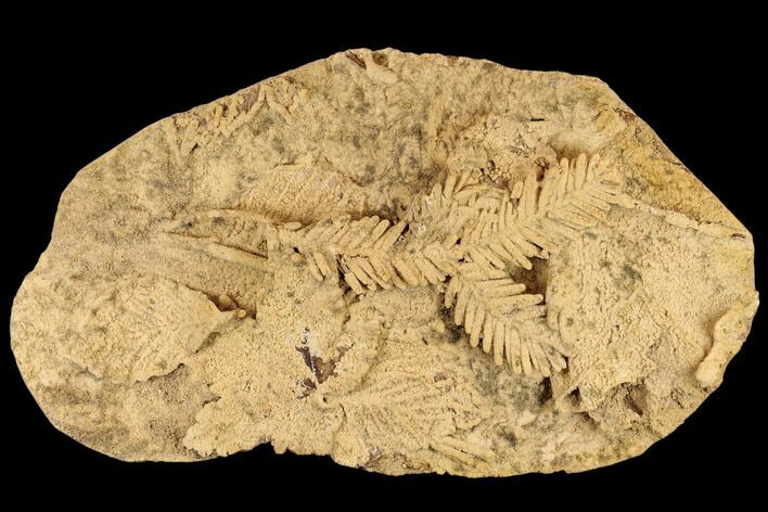 Plate Of Fossil Pine Branches & Leaves In Travertine - Austria #113063